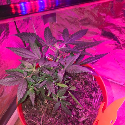 Forbidden runtz growlog timeline photo