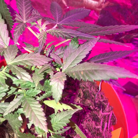 Forbidden runtz growlog timeline photo