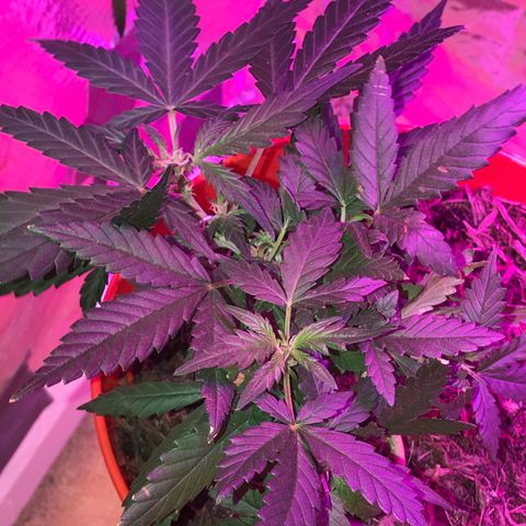 Forbidden runtz growlog timeline photo