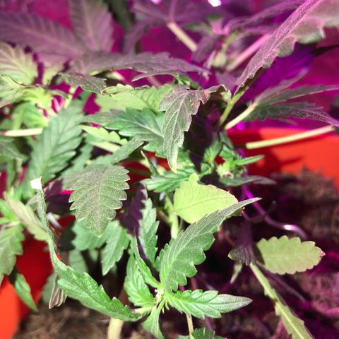 Forbidden runtz growlog timeline photo