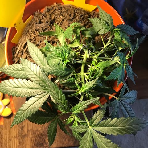 Forbidden runtz growlog timeline photo
