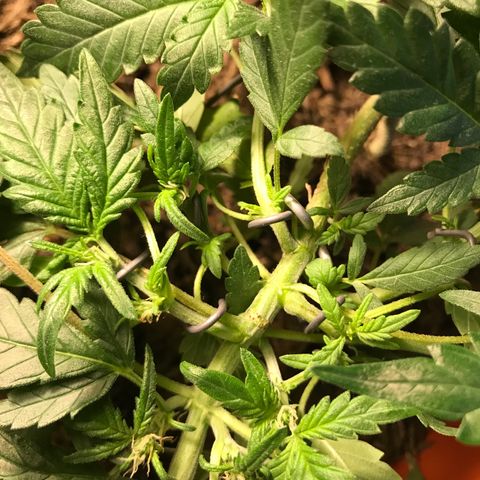 Forbidden runtz growlog timeline photo