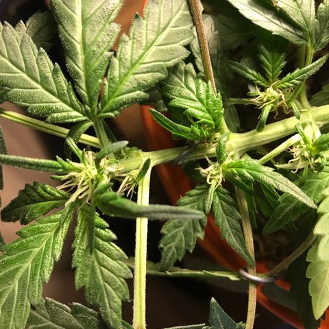 Forbidden runtz growlog timeline photo