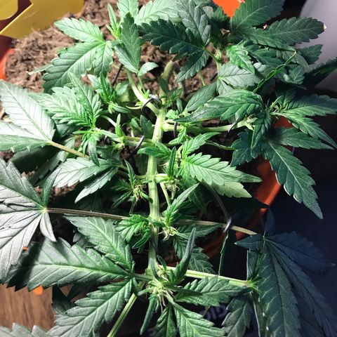 Forbidden runtz growlog timeline photo