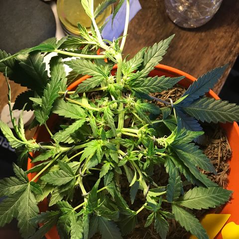 Forbidden runtz growlog timeline photo