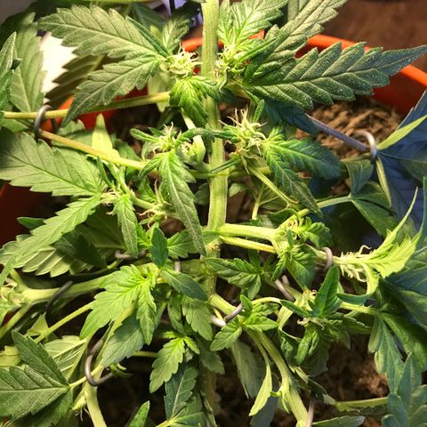 Forbidden runtz growlog timeline photo
