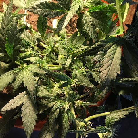 Forbidden runtz growlog timeline photo