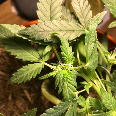 Forbidden runtz growlog timeline photo