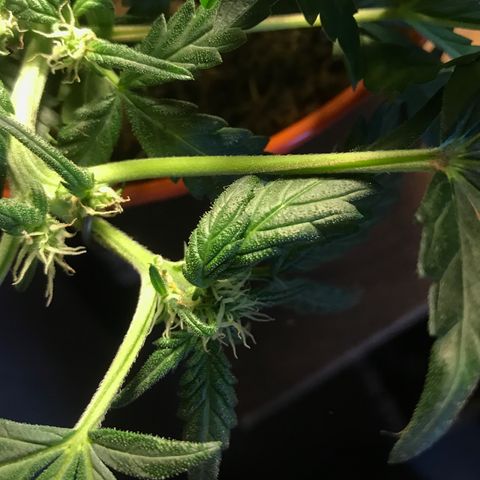 Forbidden runtz growlog timeline photo