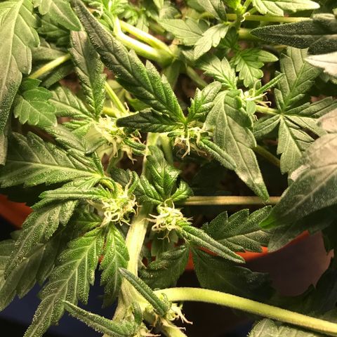 Forbidden runtz growlog timeline photo