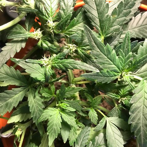 Forbidden runtz growlog timeline photo