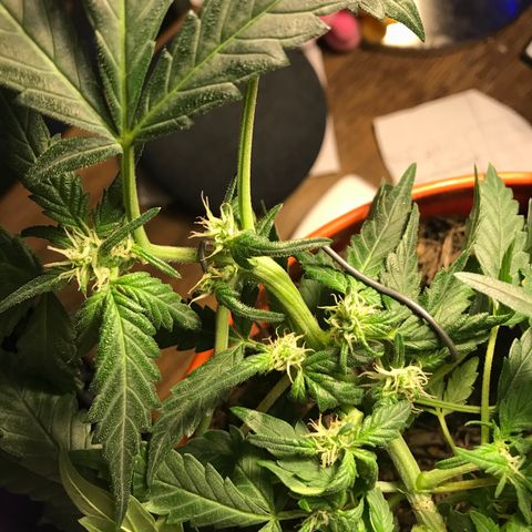Forbidden runtz growlog timeline photo