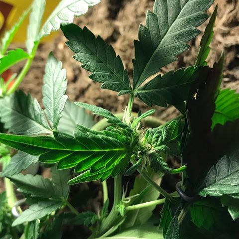 Forbidden runtz growlog timeline photo