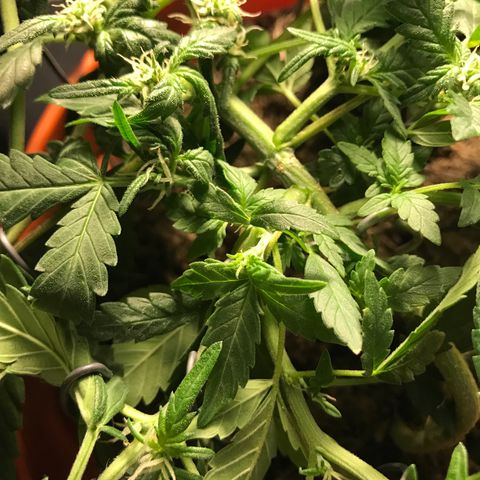 Forbidden runtz growlog timeline photo