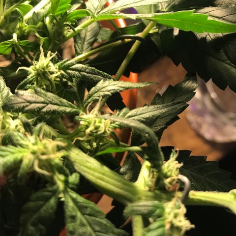 Forbidden runtz growlog photo: bent some stems and moved lower from the light because of some signs like curled leaves and leaves won’t grow more than 3 fingers again 