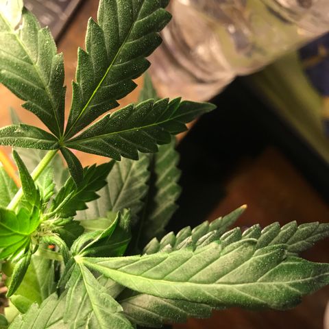 Forbidden runtz growlog photo: bent some stems and moved lower from the light because of some signs like curled leaves and leaves won’t grow more than 3 fingers again 