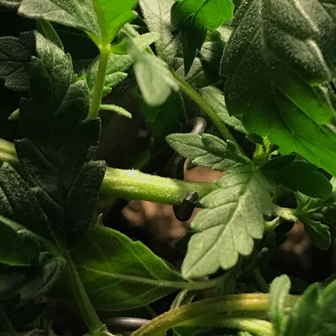 Forbidden runtz growlog photo: bent some stems and moved lower from the light because of some signs like curled leaves and leaves won’t grow more than 3 fingers again 