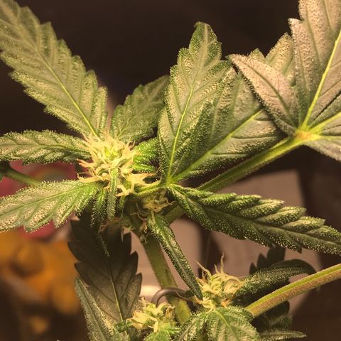 Forbidden runtz growlog photo: starting to really struggle with not chopping any leaves off, some hidden ones are starting to die from lack of light 