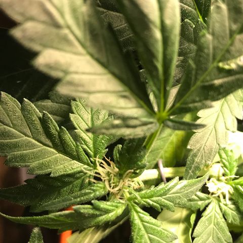 Forbidden runtz growlog photo: starting to really struggle with not chopping any leaves off, some hidden ones are starting to die from lack of light 
