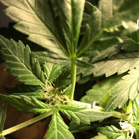 Forbidden runtz growlog photo: starting to really struggle with not chopping any leaves off, some hidden ones are starting to die from lack of light 