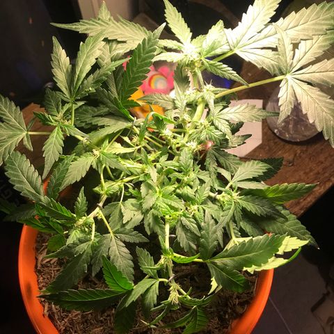 Forbidden runtz growlog photo: starting to really struggle with not chopping any leaves off, some hidden ones are starting to die from lack of light 