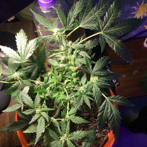 Forbidden runtz growlog photo: light defo because i keep finding leaves dying from no light 