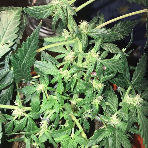 Forbidden runtz growlog photo: light defo because i keep finding leaves dying from no light 