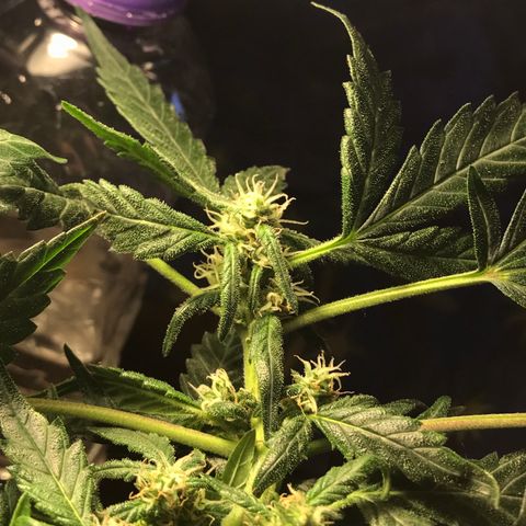 Forbidden runtz growlog photo: light defo because i keep finding leaves dying from no light 