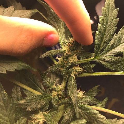 Forbidden runtz growlog timeline photo