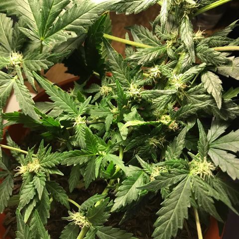 Forbidden runtz growlog timeline photo