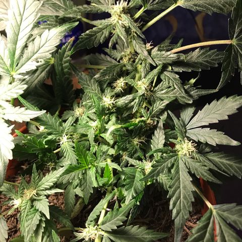 Forbidden runtz growlog timeline photo
