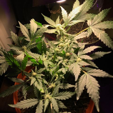 Forbidden runtz growlog timeline photo