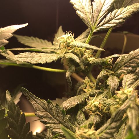 Forbidden runtz growlog timeline photo