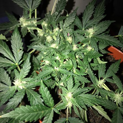 Forbidden runtz growlog timeline photo