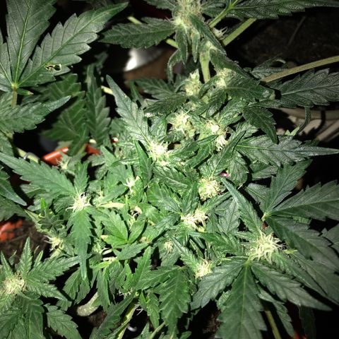 Forbidden runtz growlog timeline photo