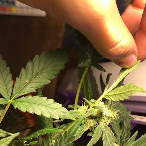 Forbidden runtz growlog timeline photo
