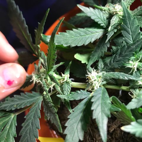 Forbidden runtz growlog timeline photo