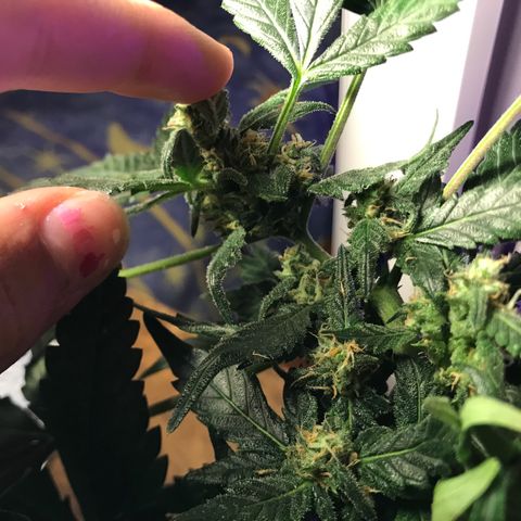 Forbidden runtz growlog timeline photo