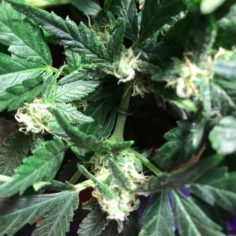 Forbidden runtz growlog timeline photo