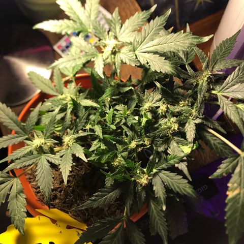 Forbidden runtz growlog timeline photo