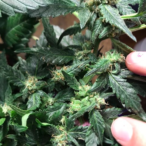 Forbidden runtz growlog timeline photo