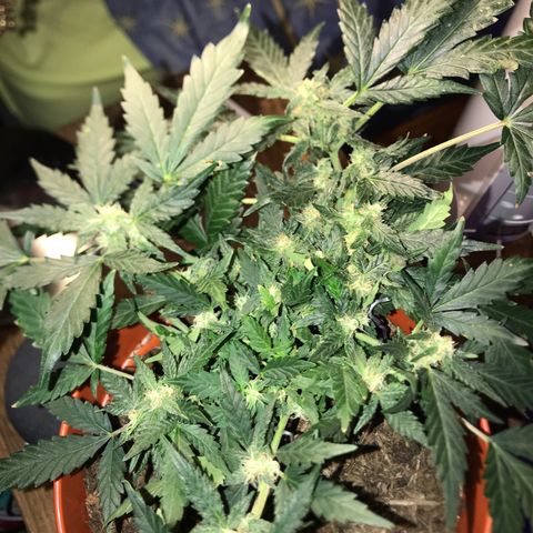 Forbidden runtz growlog timeline photo