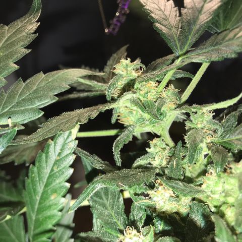 Forbidden runtz growlog timeline photo