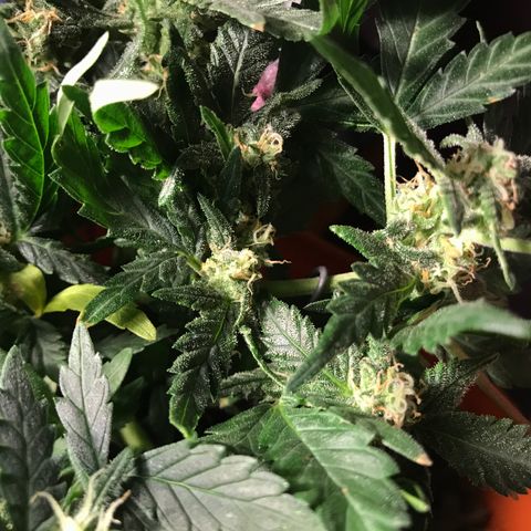 Forbidden runtz growlog timeline photo