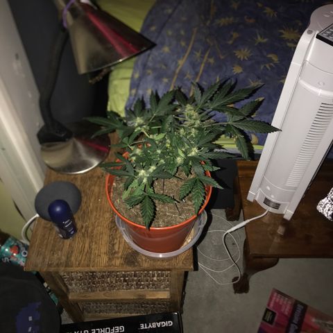 Forbidden runtz growlog timeline photo