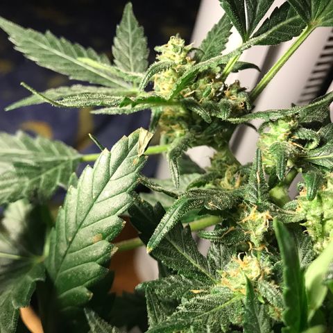 Forbidden runtz growlog timeline photo