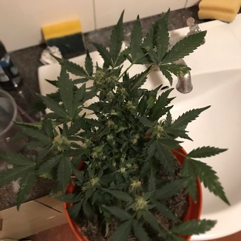 Forbidden runtz growlog timeline photo