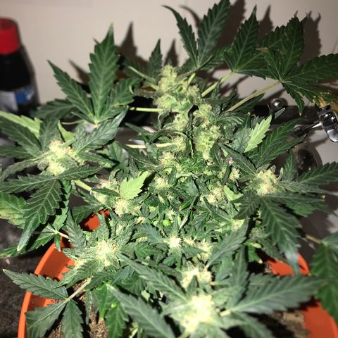 Forbidden runtz growlog timeline photo
