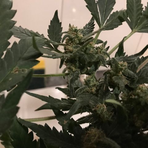 Forbidden runtz growlog timeline photo