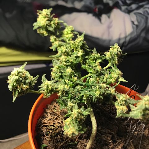 Forbidden runtz growlog timeline photo